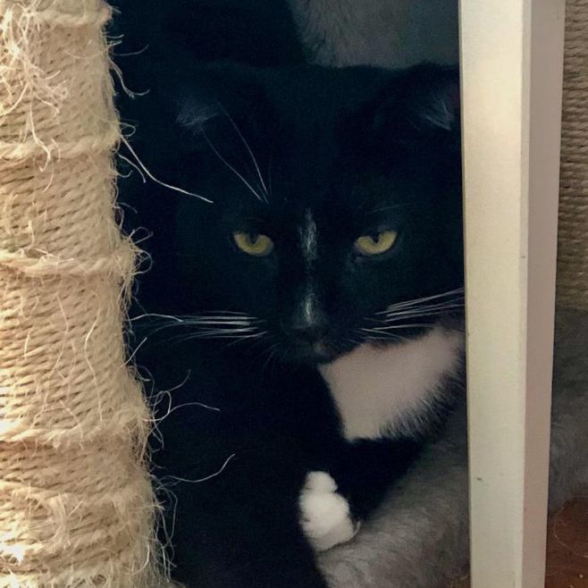 Stripe, Adoptable, Young Female Domestic Short Hair.