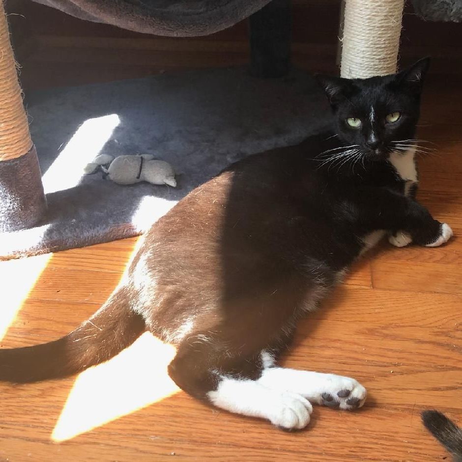 Enlarge Stripe, a Adoptable Domestic Short Hair in Philadelphia, PA image 2/2