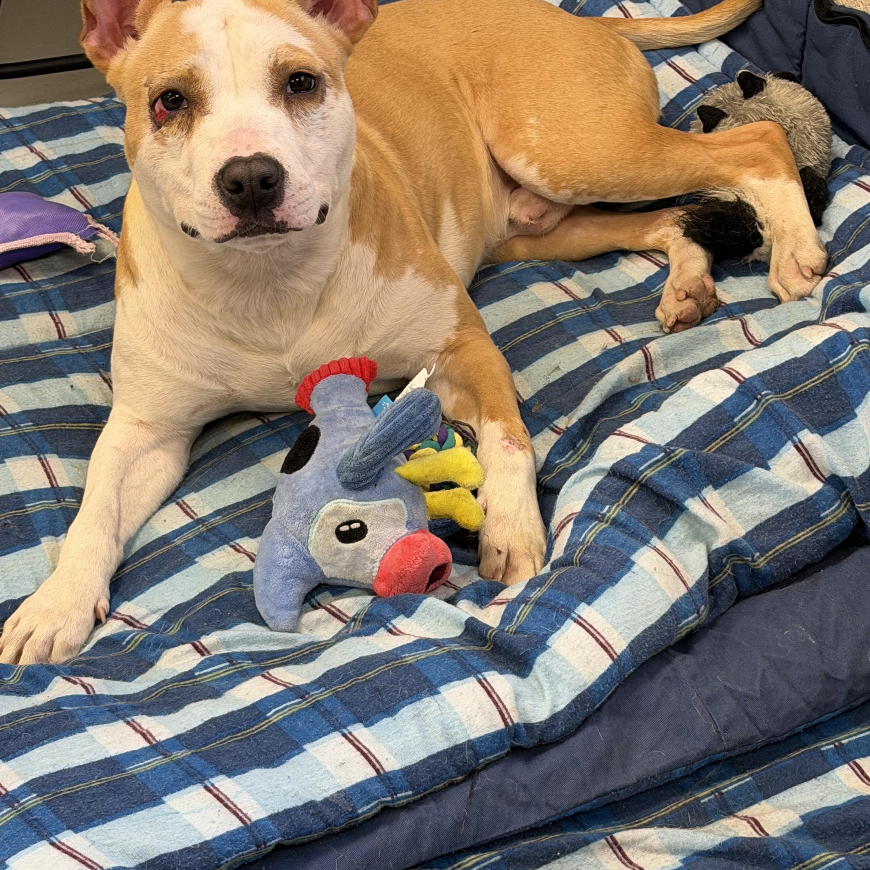 RUE, ADOPTABLE, Young Male Pit Bull Terrier.