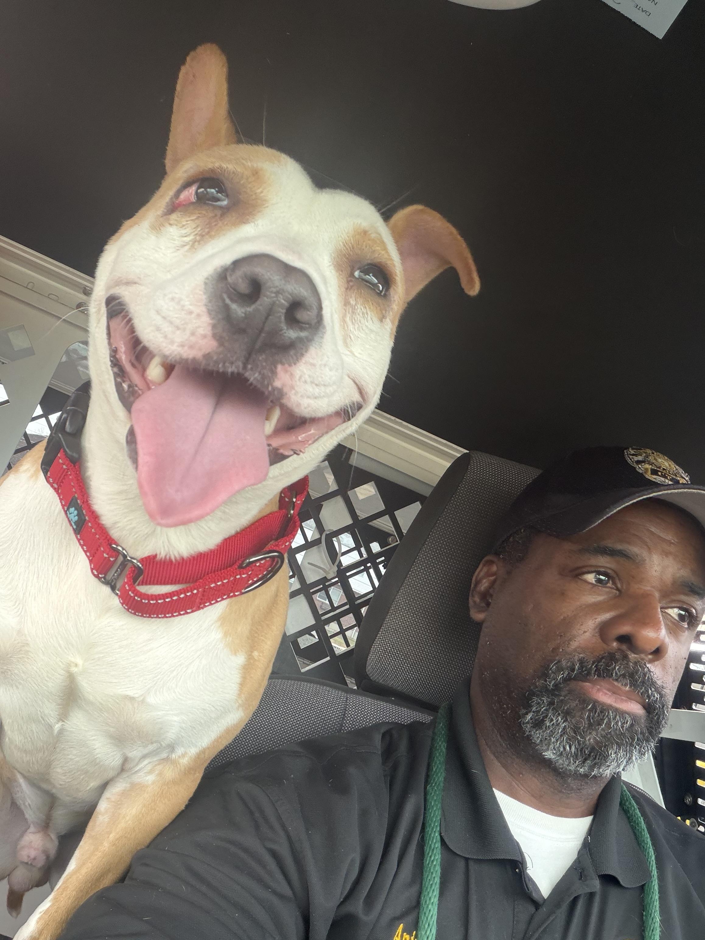 Enlarge RUE, a ADOPTABLE mixed breed in New Britain, CT image 3/4