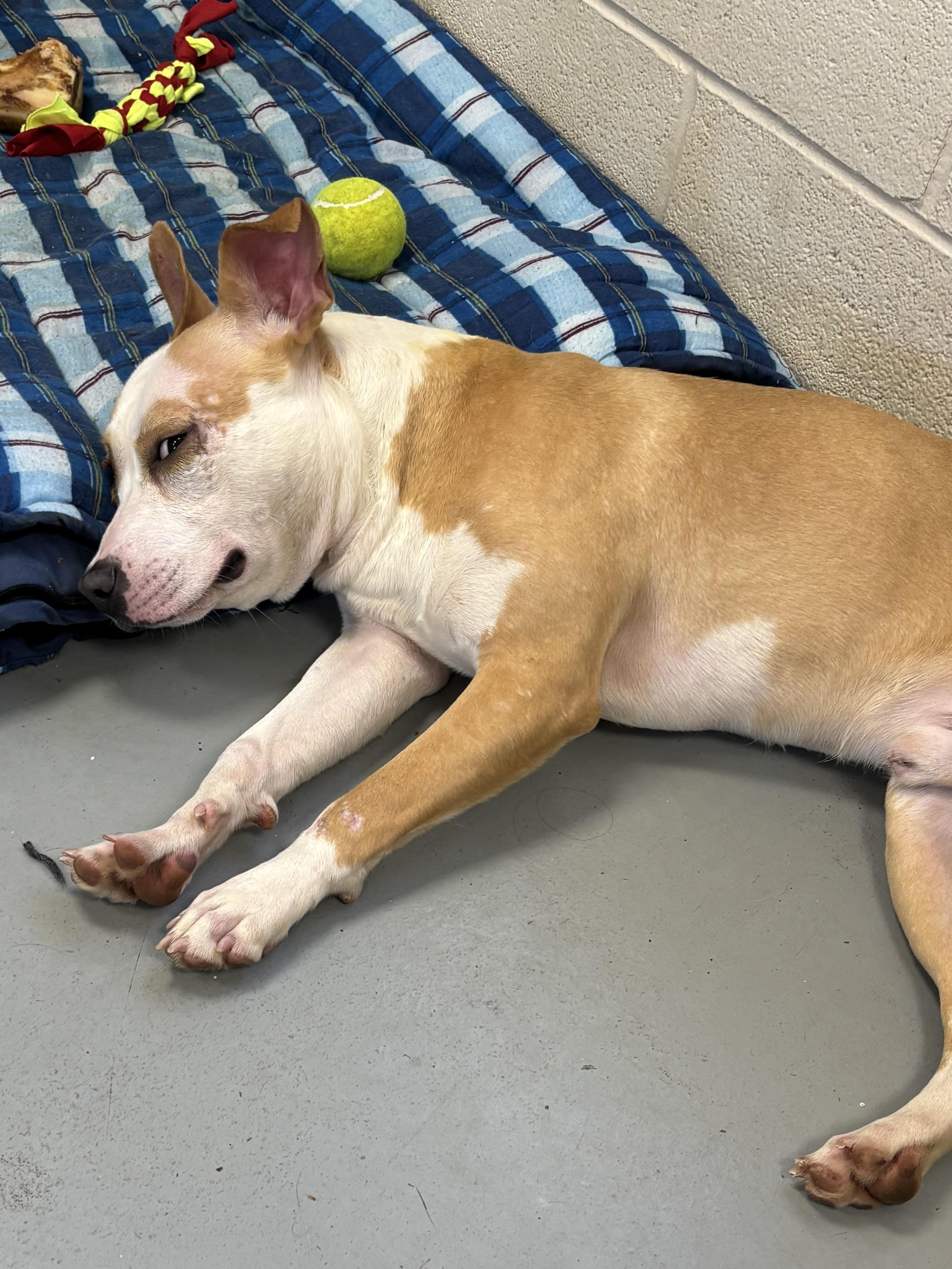 Enlarge RUE, a ADOPTABLE mixed breed in New Britain, CT image 4/4