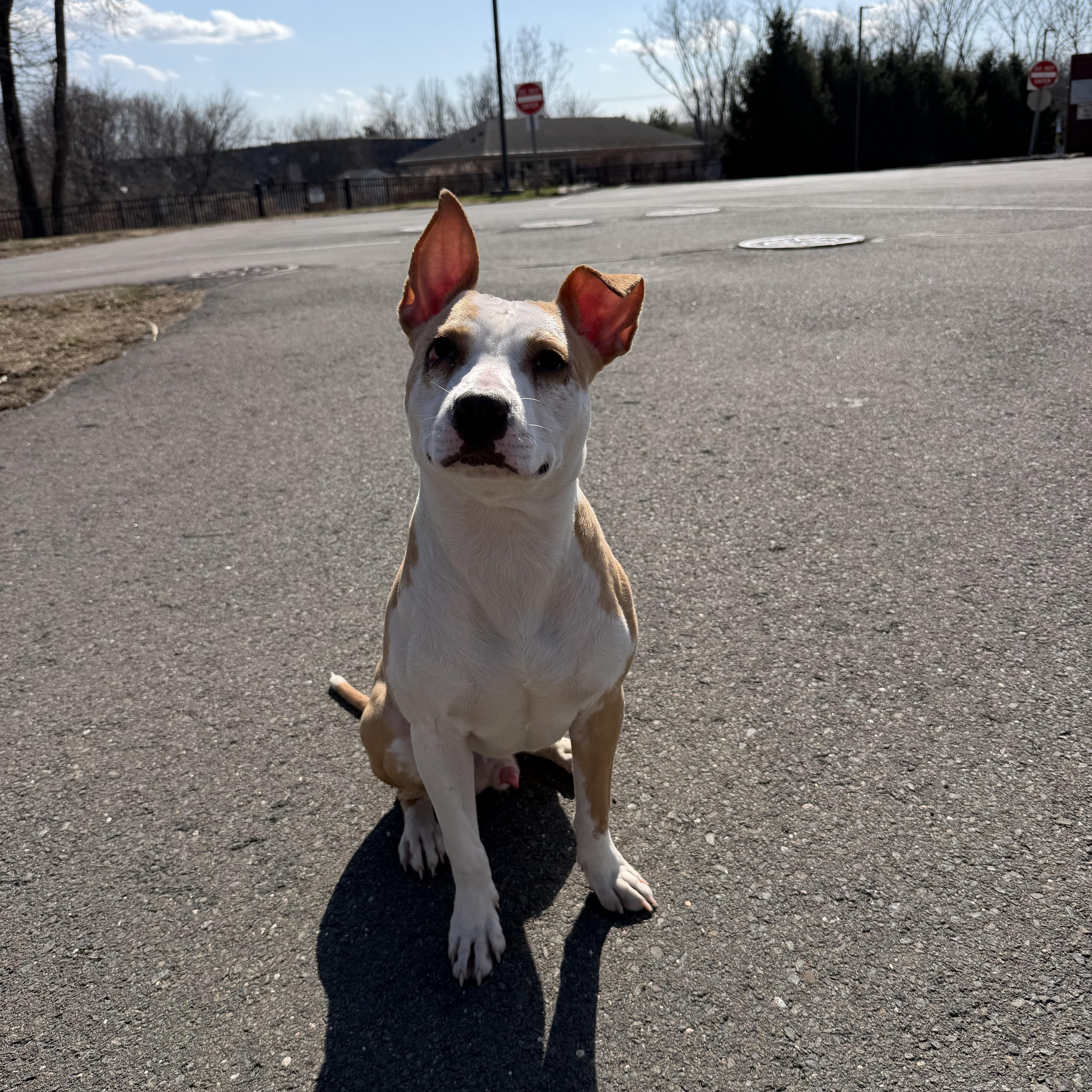 Enlarge RUE, a ADOPTABLE mixed breed in New Britain, CT image 2/4
