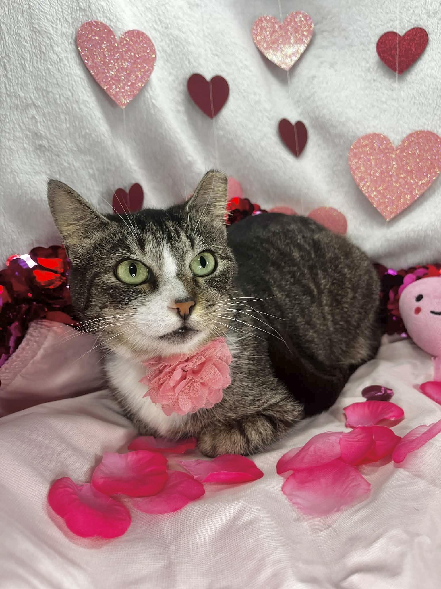 Enlarge Honey, an adopted Tabby in Tavares, FL image 2/2