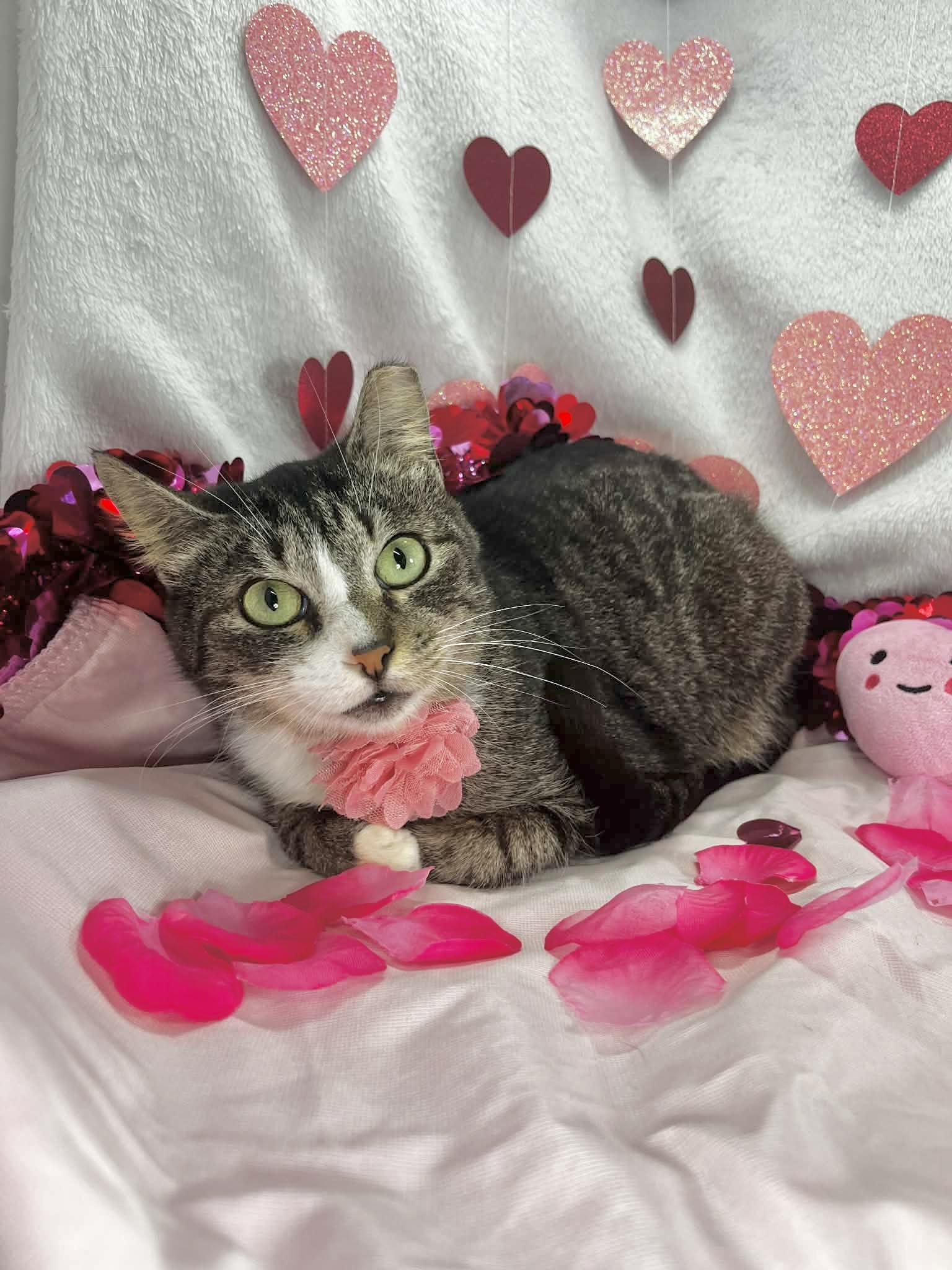 Honey, adopted, Adult Female Tabby.