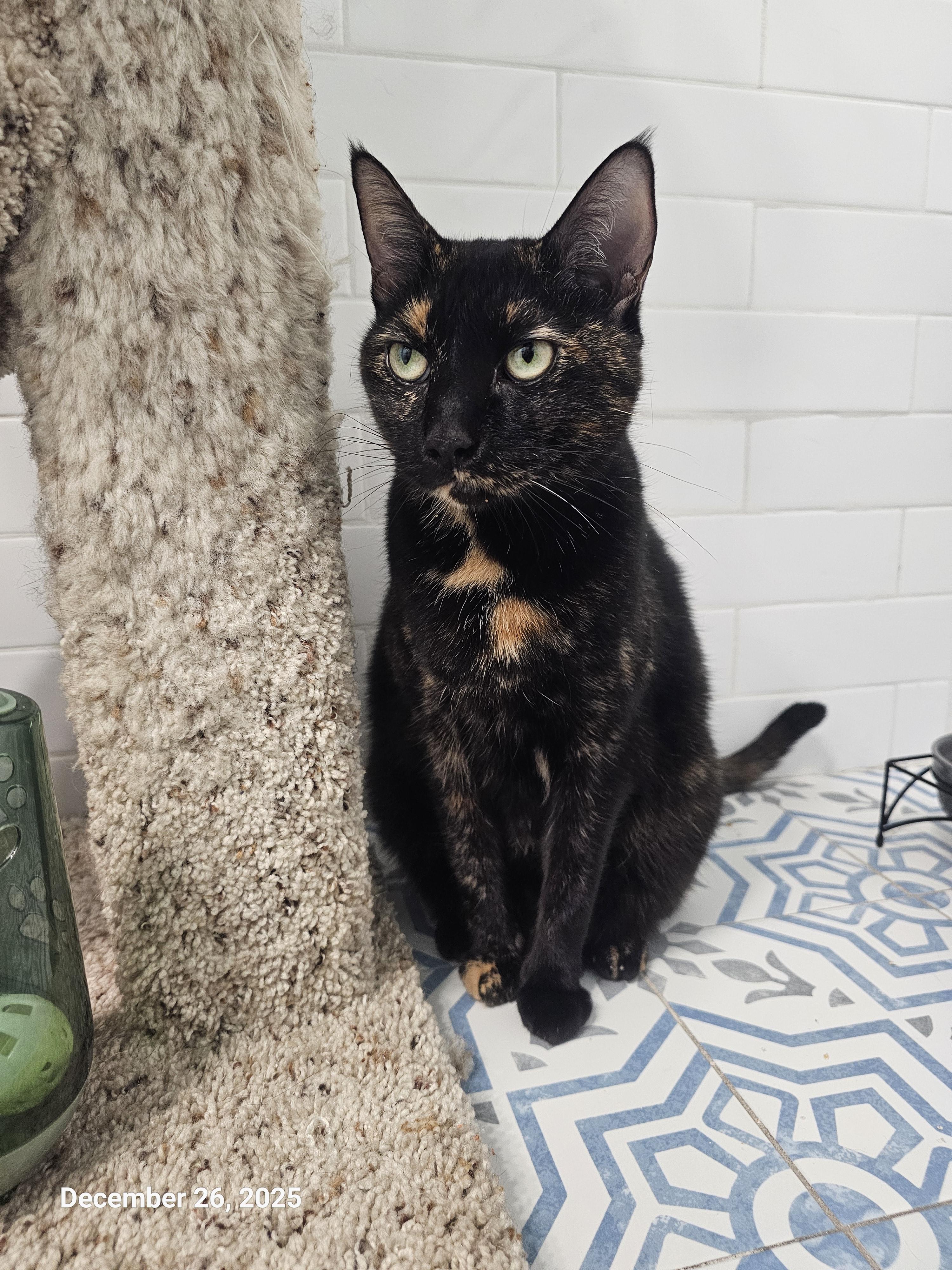 Puttanesca — thumbnail 2