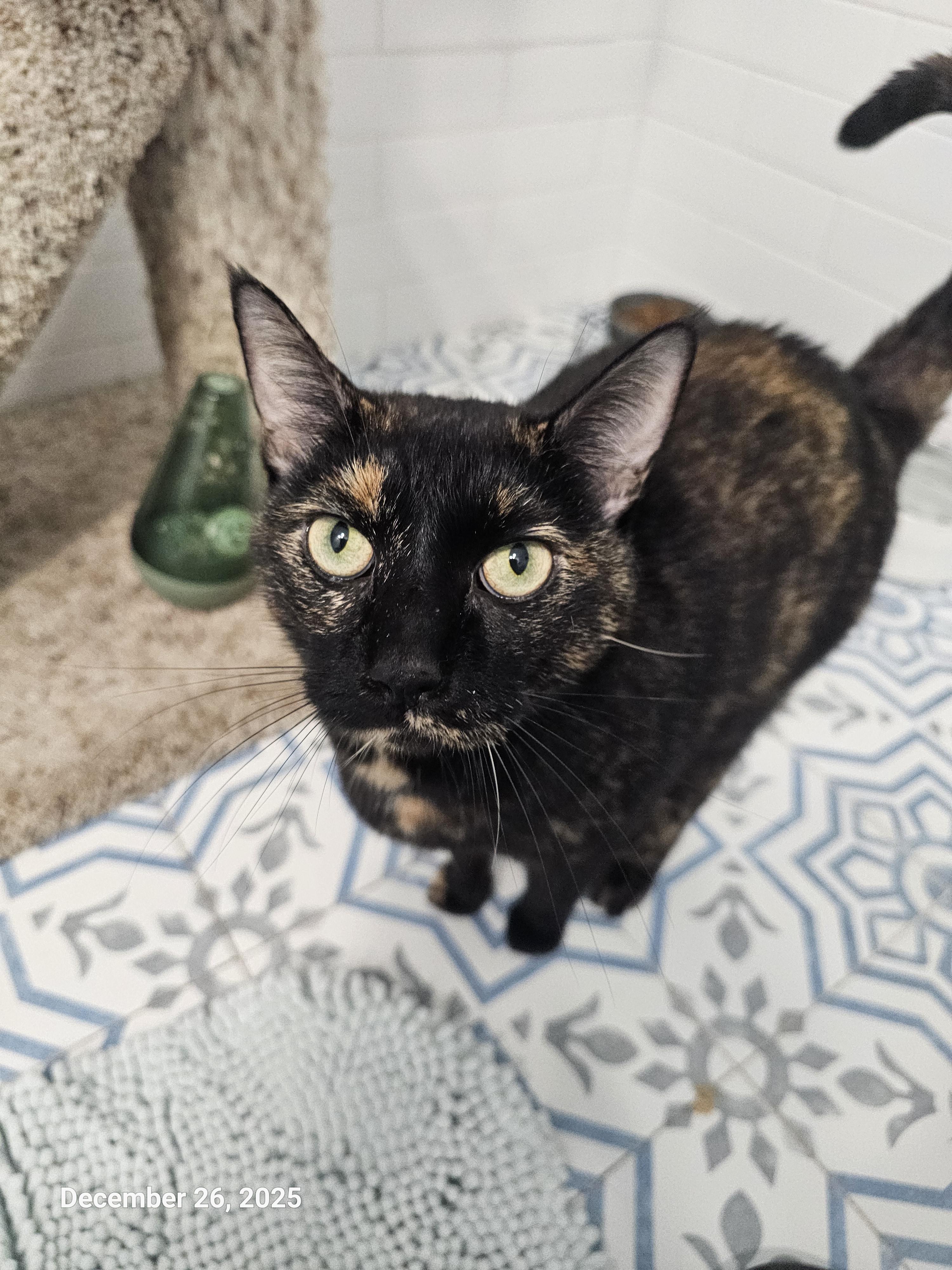 Puttanesca — thumbnail 5