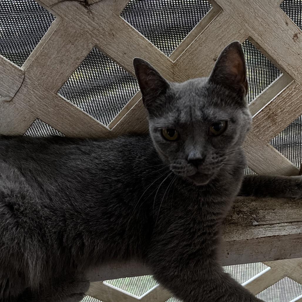 Gracie, Adoptable, Senior Female Domestic Short Hair.
