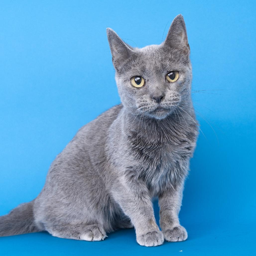 Enlarge Gracie, a Adoptable Domestic Short Hair in Franklin, TN image 2/2
