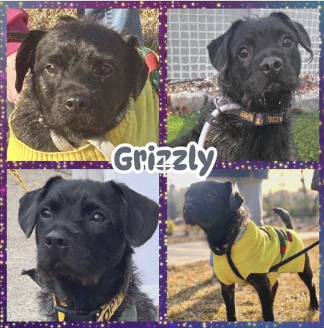Grizzly , ADOPTABLE, Adult Male Schnauzer & Pug.