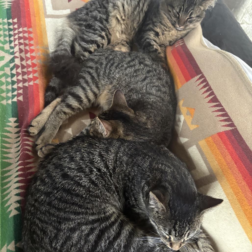 Max, Adoptable, Young Male Domestic Short Hair.