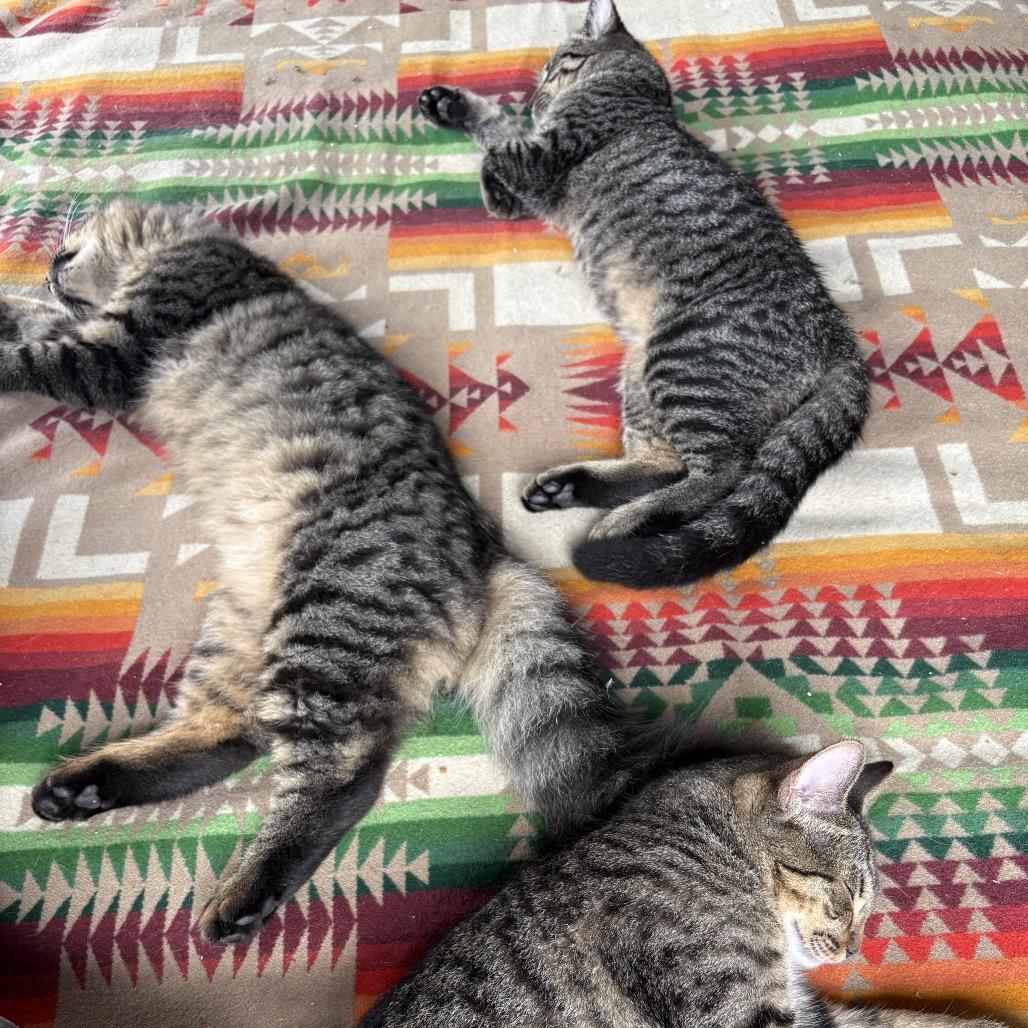 Enlarge Max, a Adoptable Domestic Short Hair in Pahoa, HI image 2/5