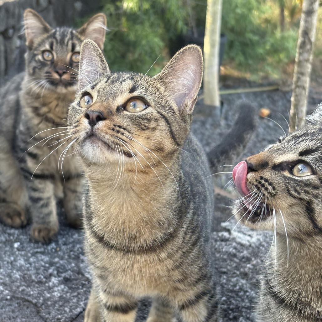 Enlarge Max, a Adoptable Domestic Short Hair in Pahoa, HI image 3/5