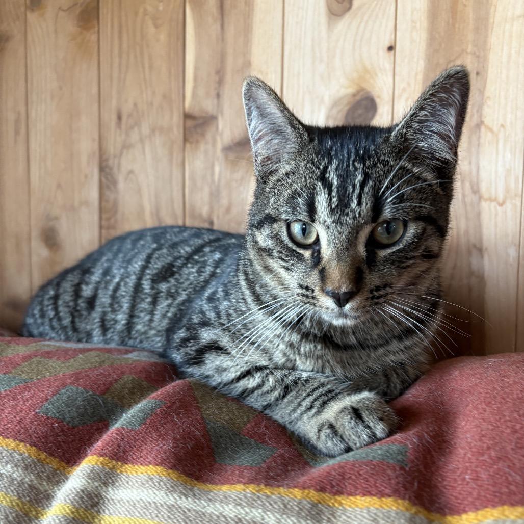 Enlarge Max, a Adoptable Domestic Short Hair in Pahoa, HI image 5/5