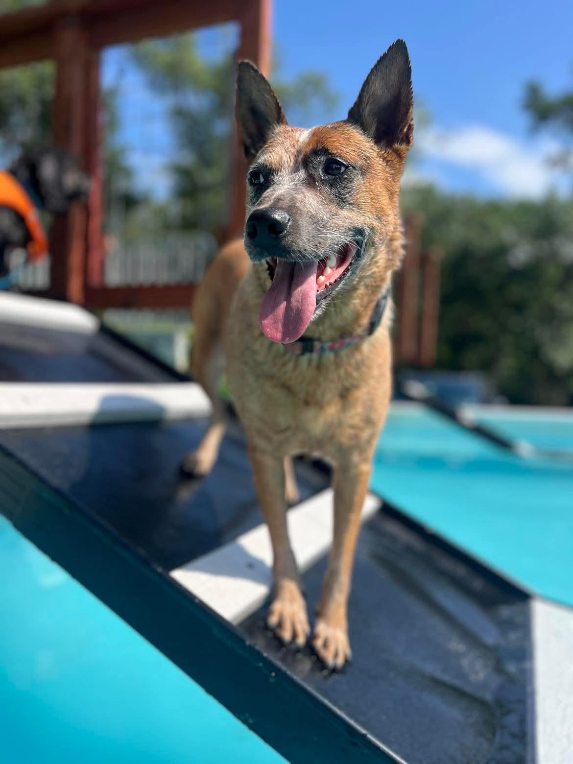 Joey, Adoptable, Young Female Cattle Dog.