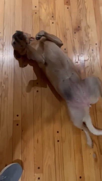 Enlarge Joey, a Adoptable mixed breed in Ewing, NJ video 2/2