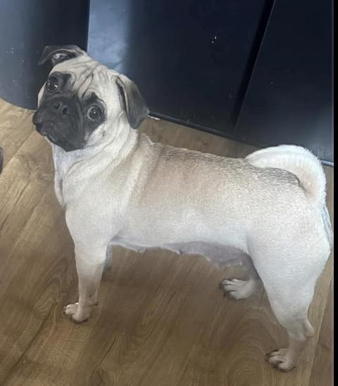 Enlarge Camilla, a ADOPTABLE Pug in Elwood, IL image 3/6