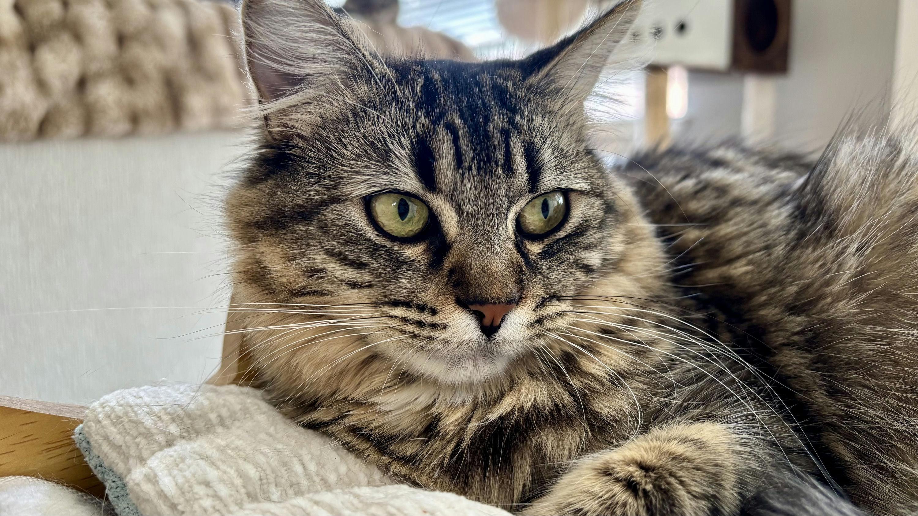 Willow, Adoptable, Kitten Female Domestic Medium Hair.