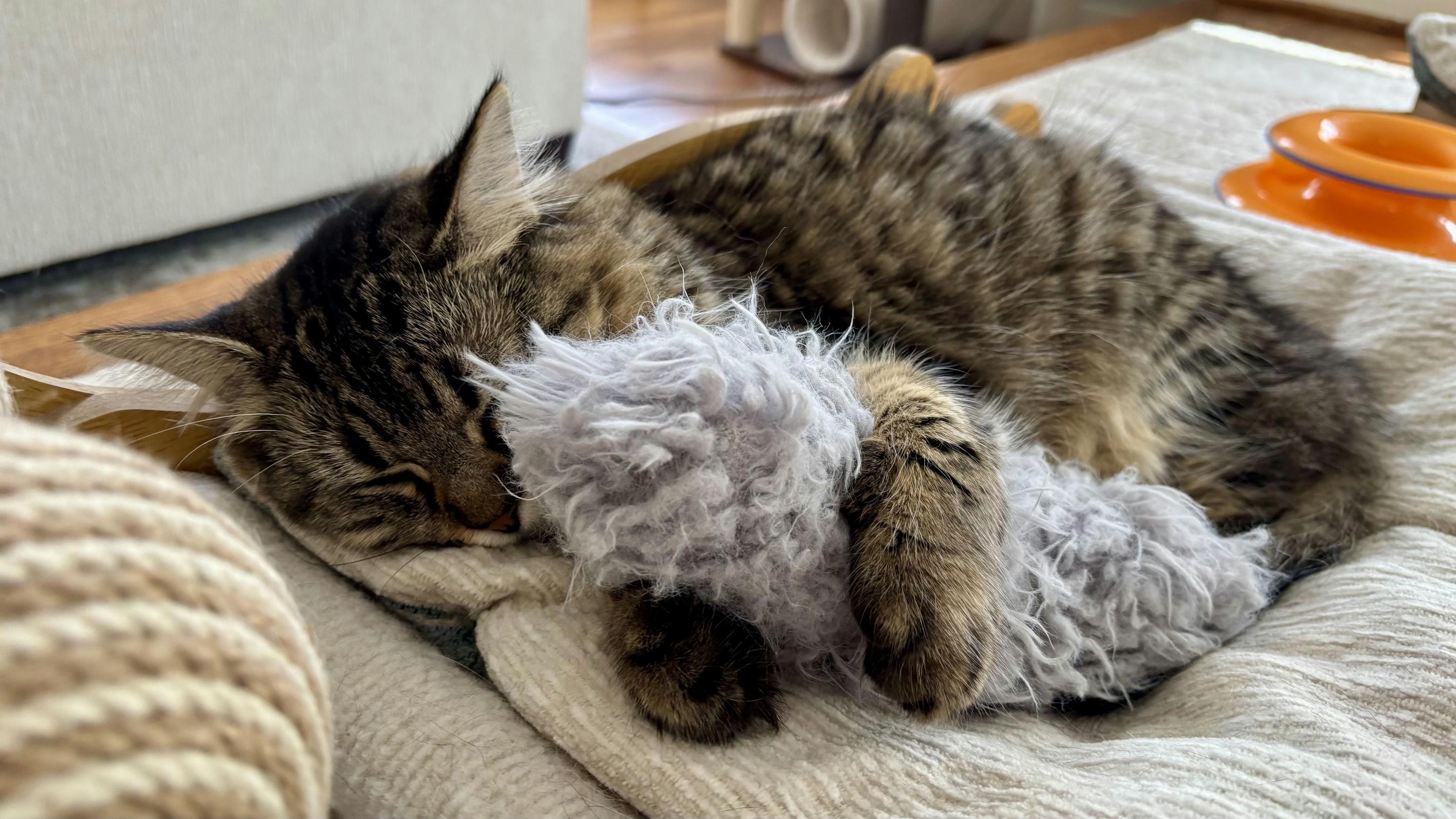 Willow, a Adoptable Domestic Medium Hair in Houston, TX image 3/6