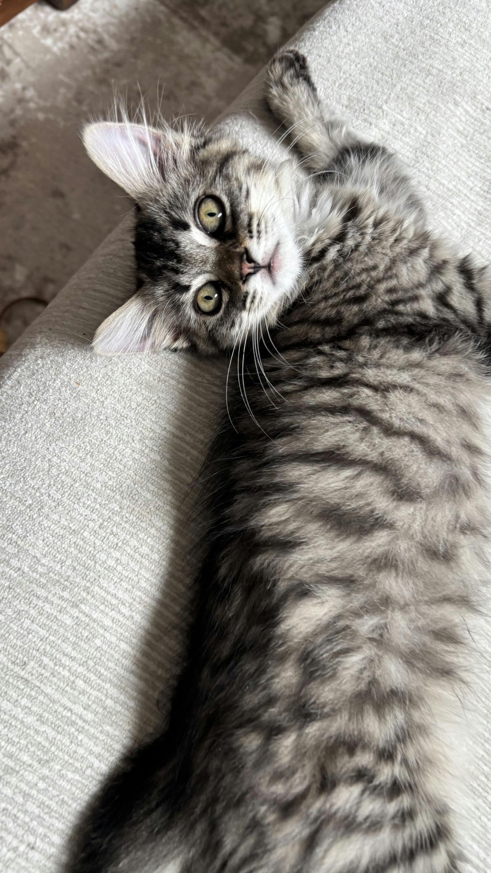 Willow, a Adoptable Domestic Medium Hair in Houston, TX image 6/6