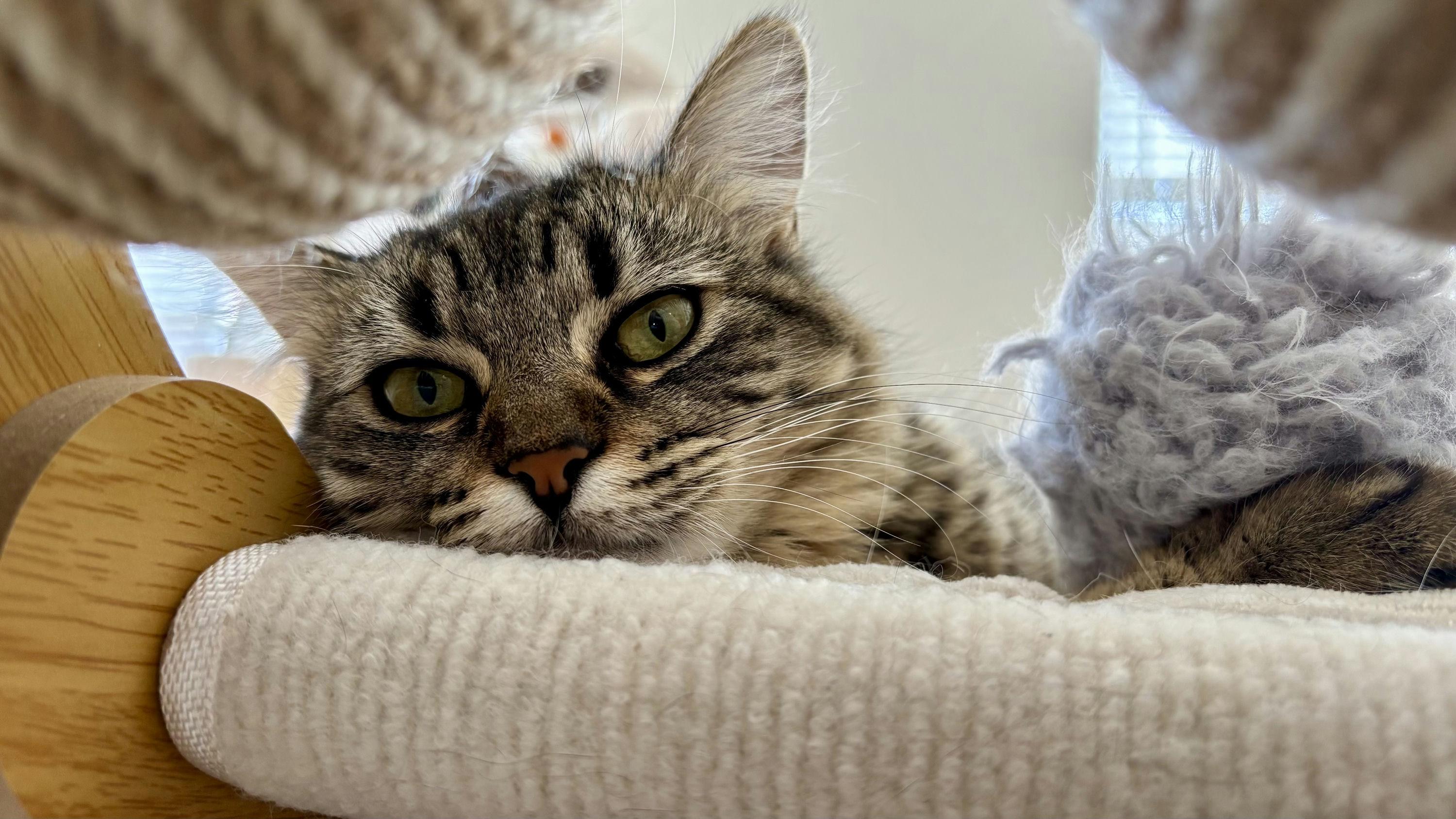 Willow, a Adoptable Domestic Medium Hair in Houston, TX image 4/6