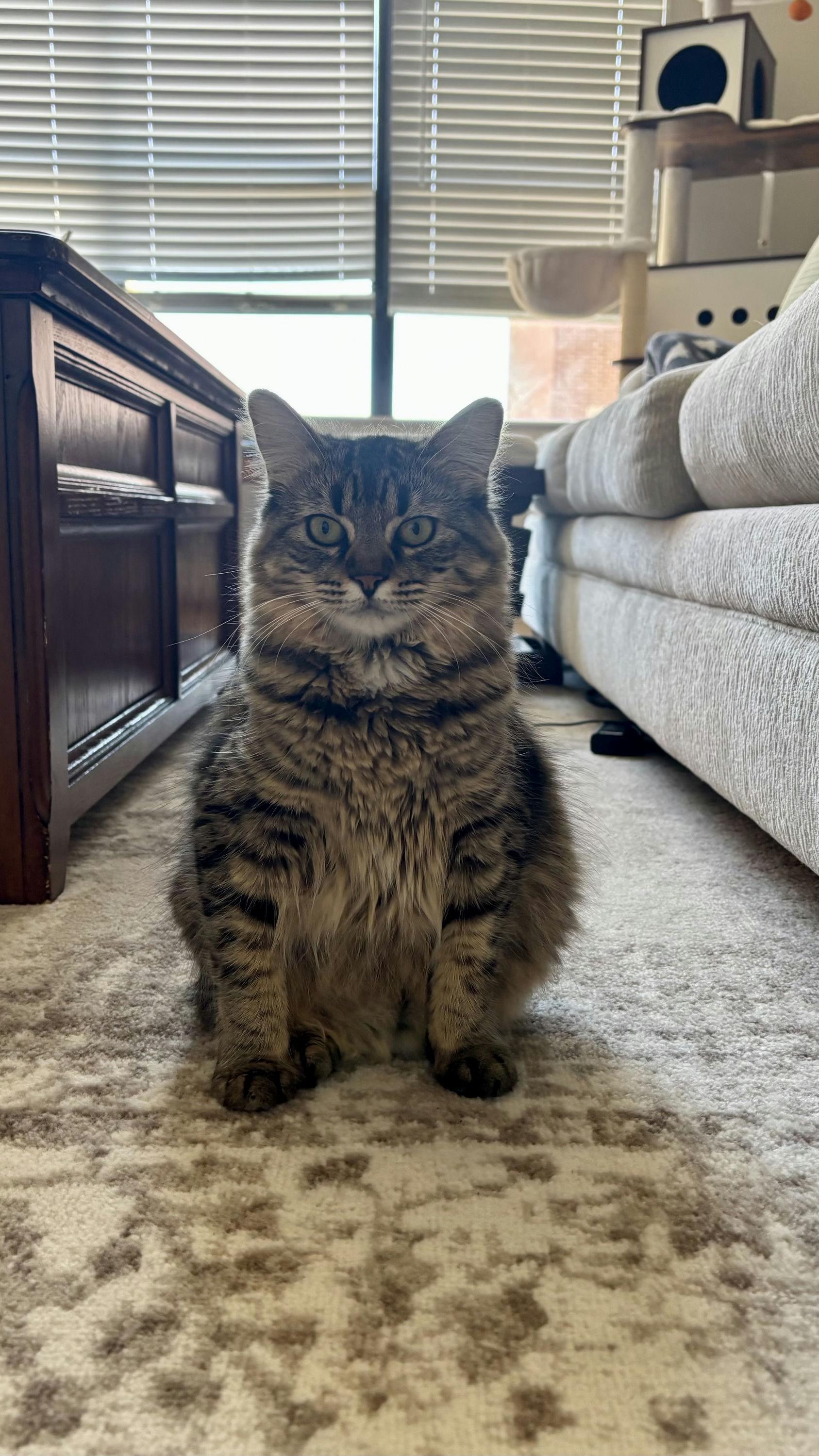 Willow, a Adoptable Domestic Medium Hair in Houston, TX image 2/6