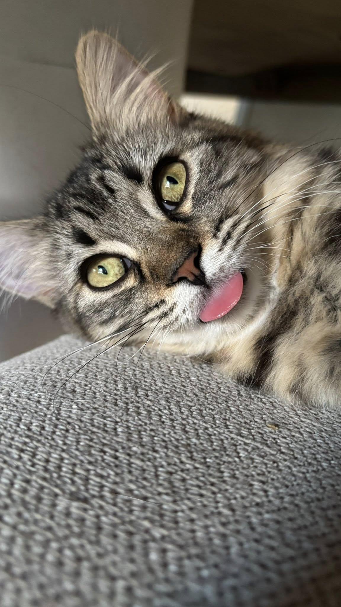 Willow, a Adoptable Domestic Medium Hair in Houston, TX image 5/6