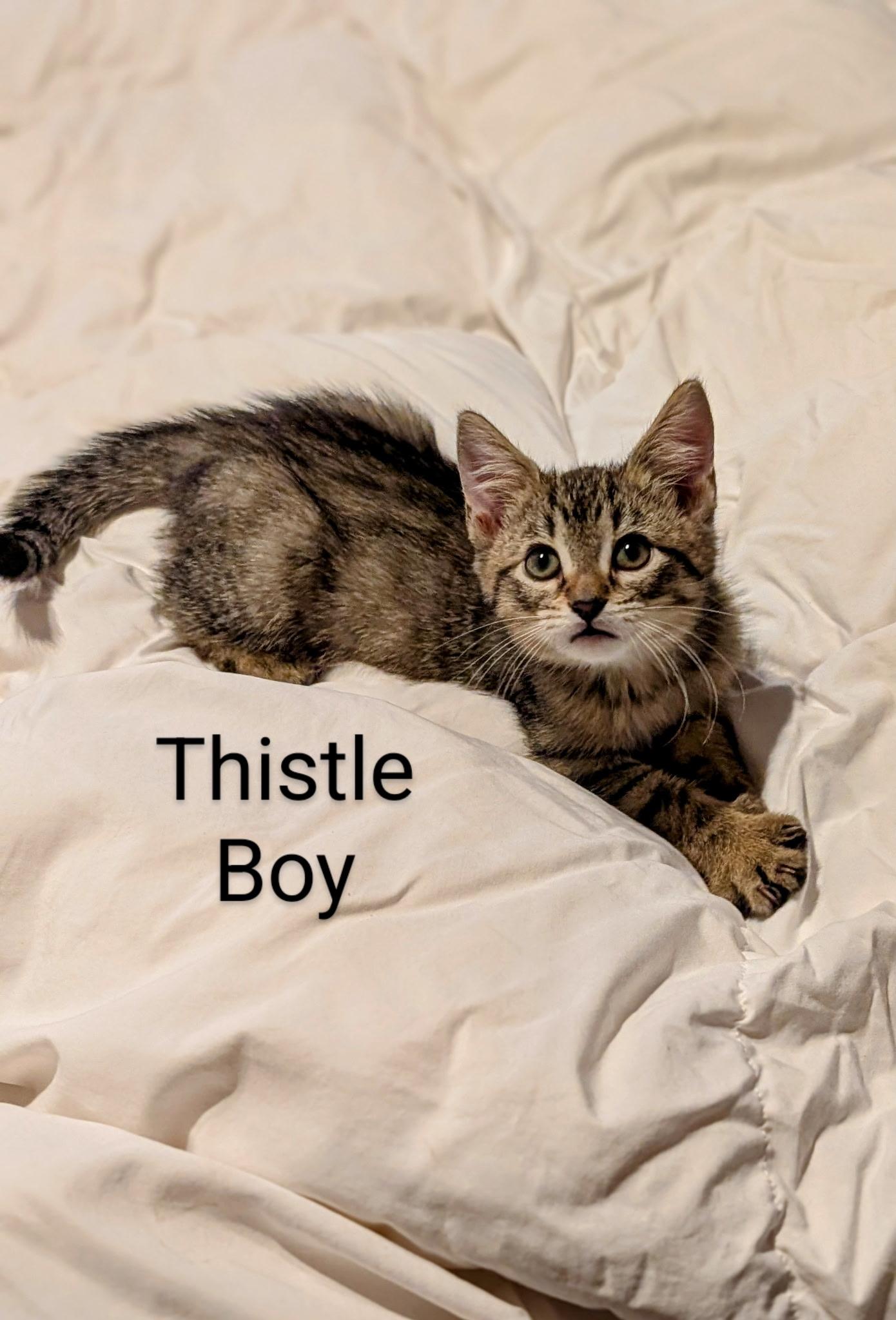 Thistle photo 2
