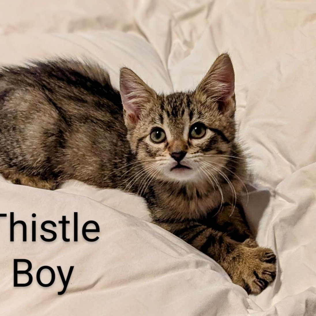 Thistle, Baby Male Domestic Short Hair