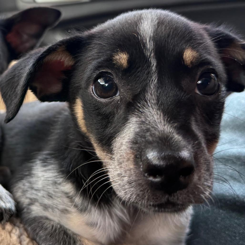 Collie, Adoptable, Puppy Female Mixed Breed.