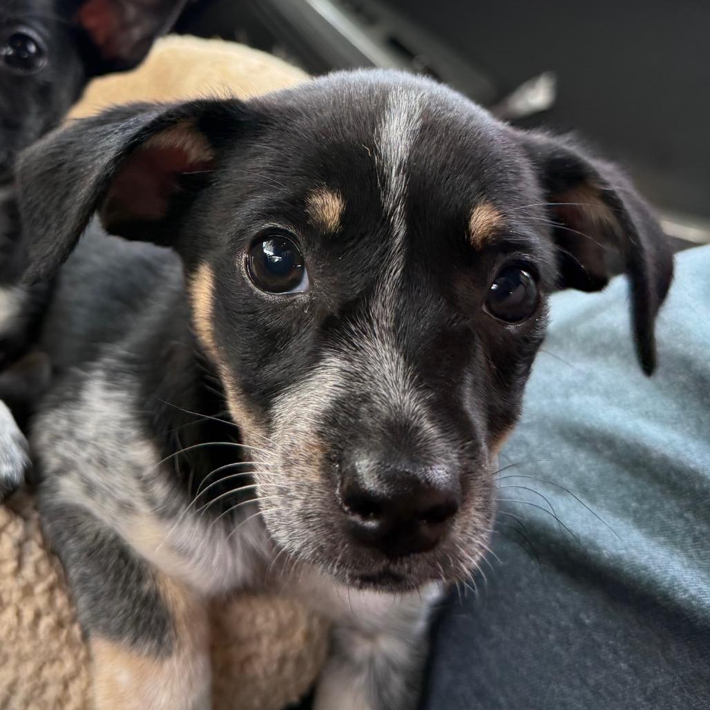 Collie, a Adoptable Mixed Breed in Aberdeen, NC image 3/3