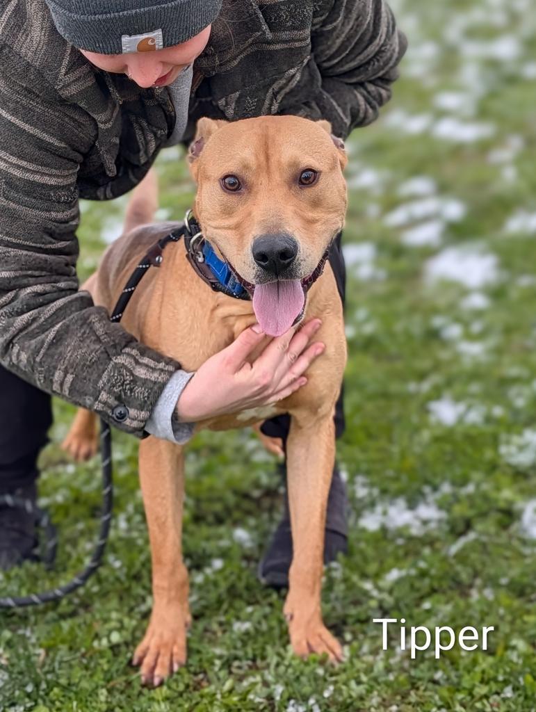 Tipper, Adoptable, Young Male Pit Bull Terrier & Mixed Breed.