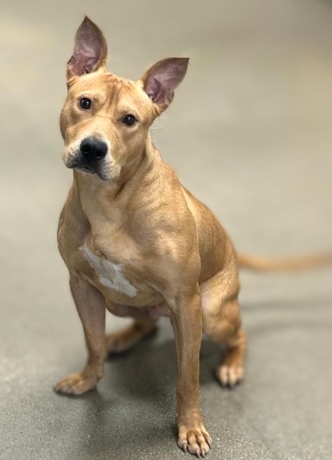 Tipper, Adoptable, Adult Male Pit Bull Terrier & Mixed Breed.