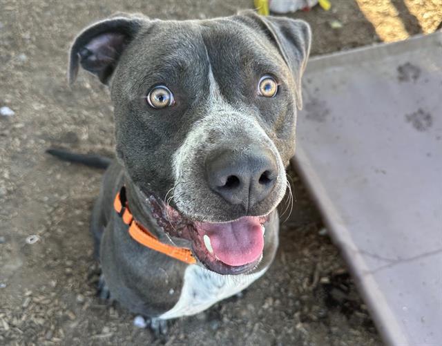 Enlarge ARTURO, a Adoptable Pit Bull Terrier in Santa Rosa, CA image 1/1