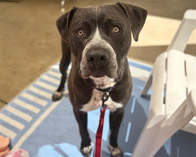 ARTURO, Adoptable, Young Male Pit Bull Terrier.