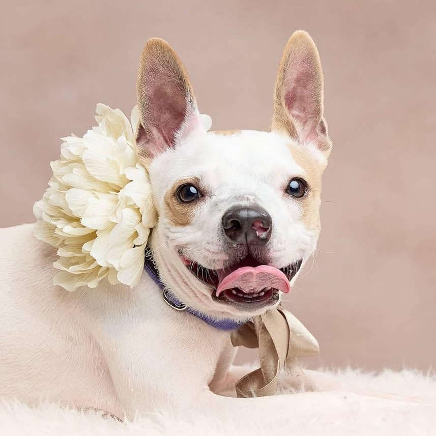 Enlarge Angel, a Adoptable mixed breed in Springfield, MO image 1/6