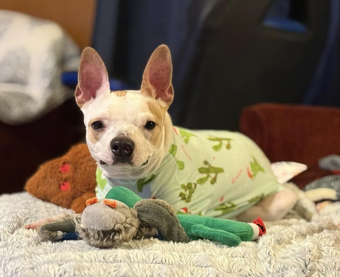 Angel — thumbnail 2