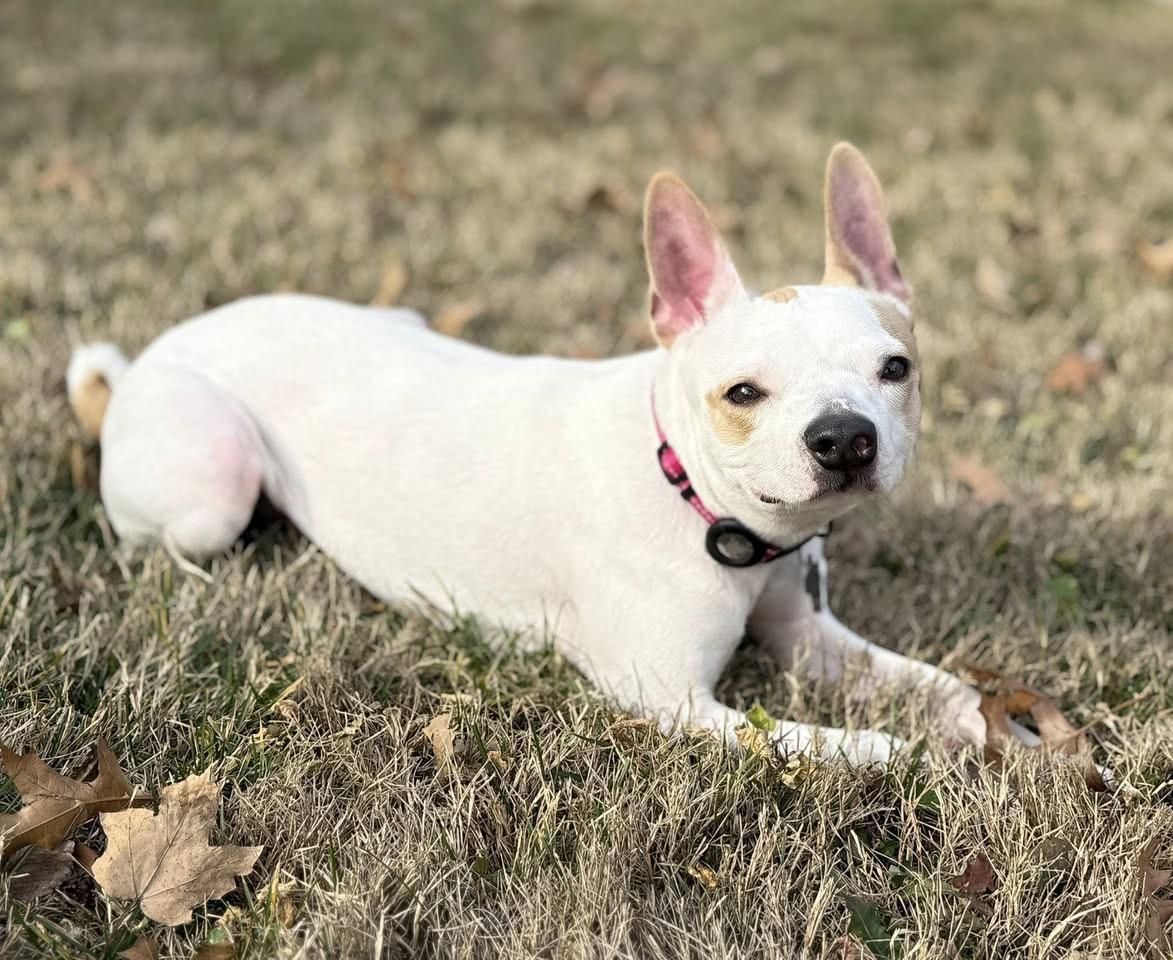 Angel — thumbnail 3