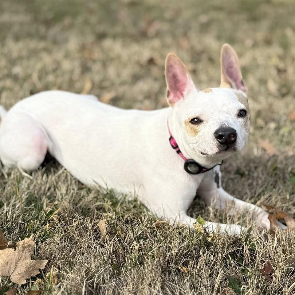 Enlarge Angel, a Adoptable mixed breed in Springfield, MO image 3/6
