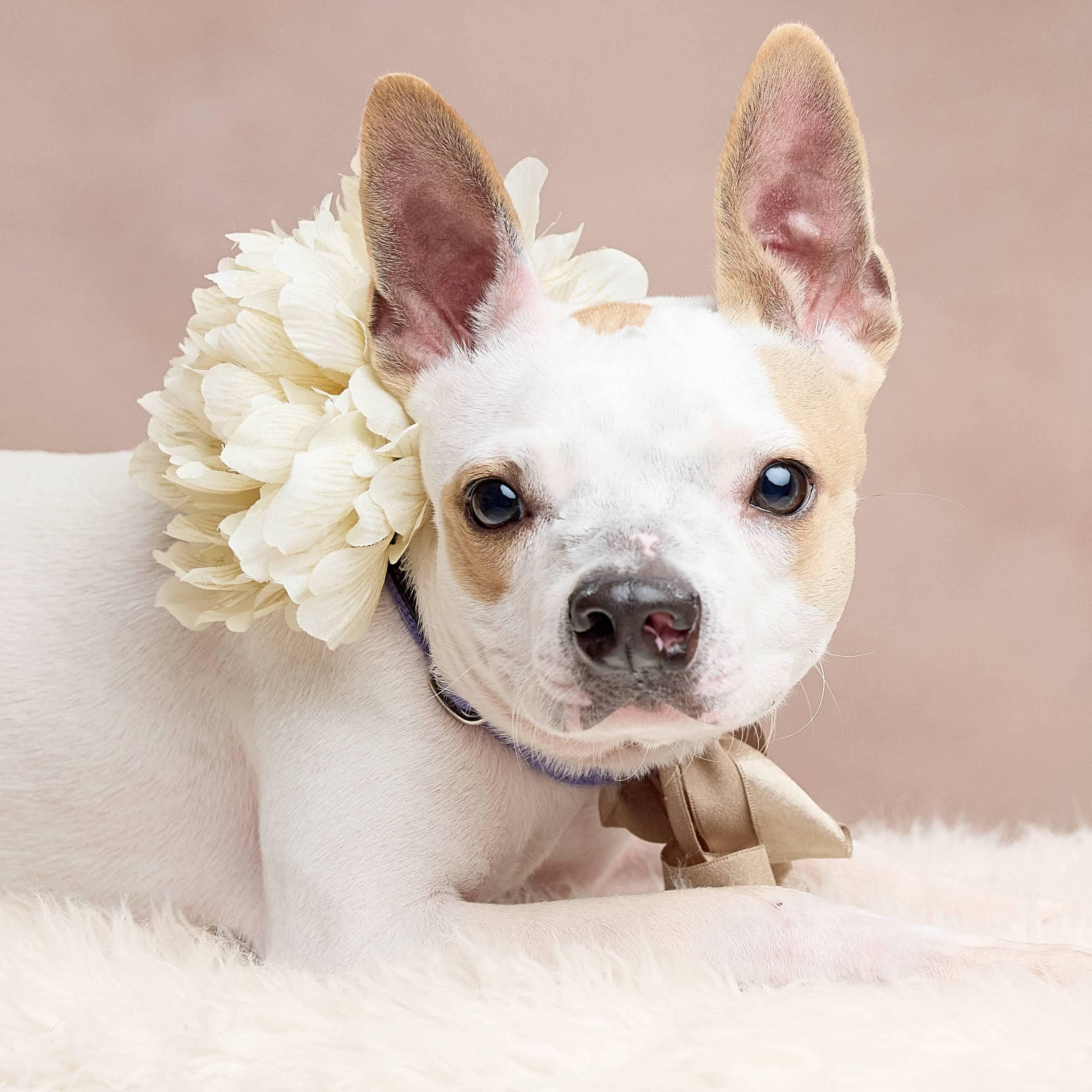 Enlarge Angel, a Adoptable mixed breed in Springfield, MO image 4/6