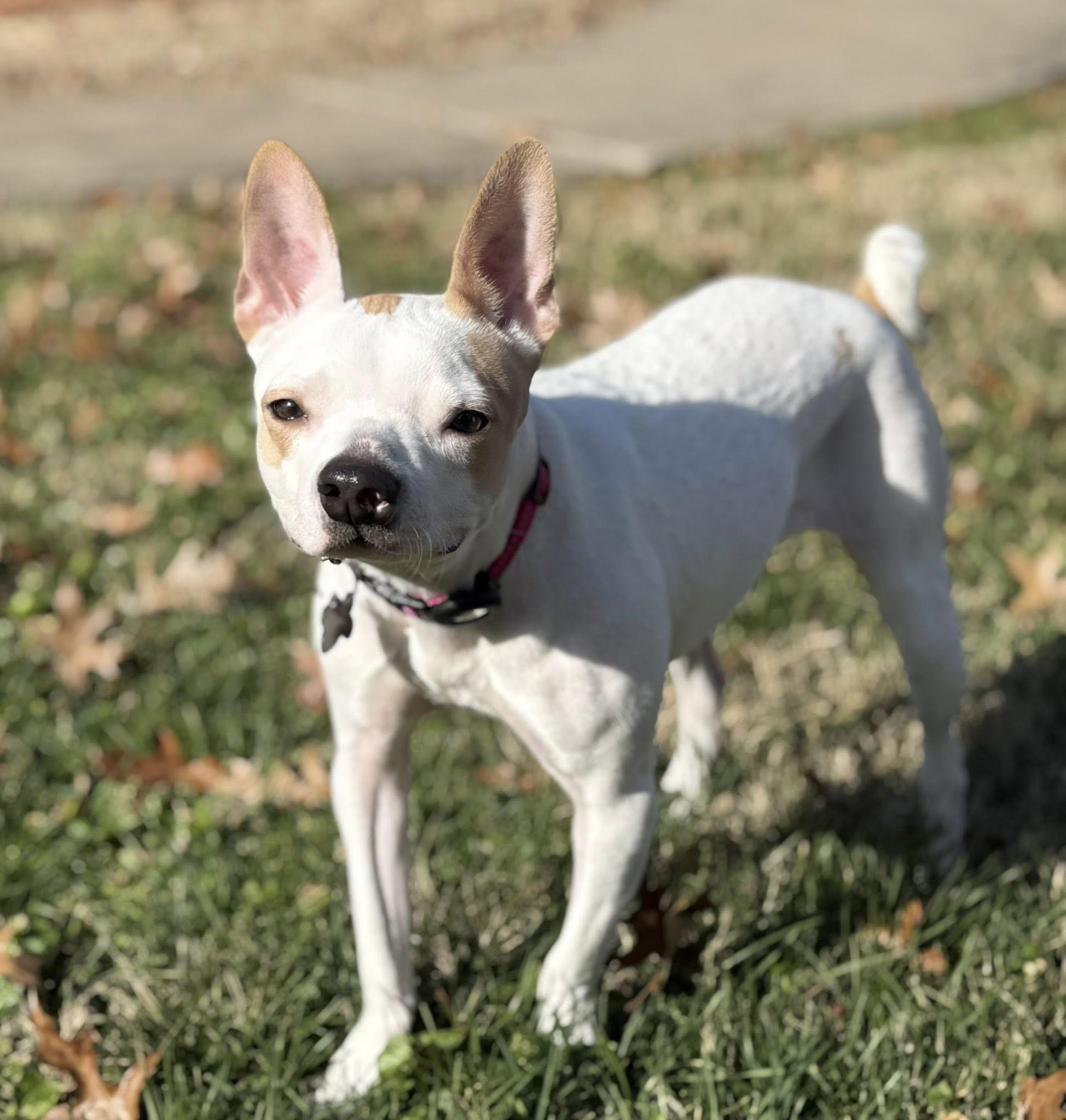 Enlarge Angel, a Adoptable mixed breed in Springfield, MO image 2/6