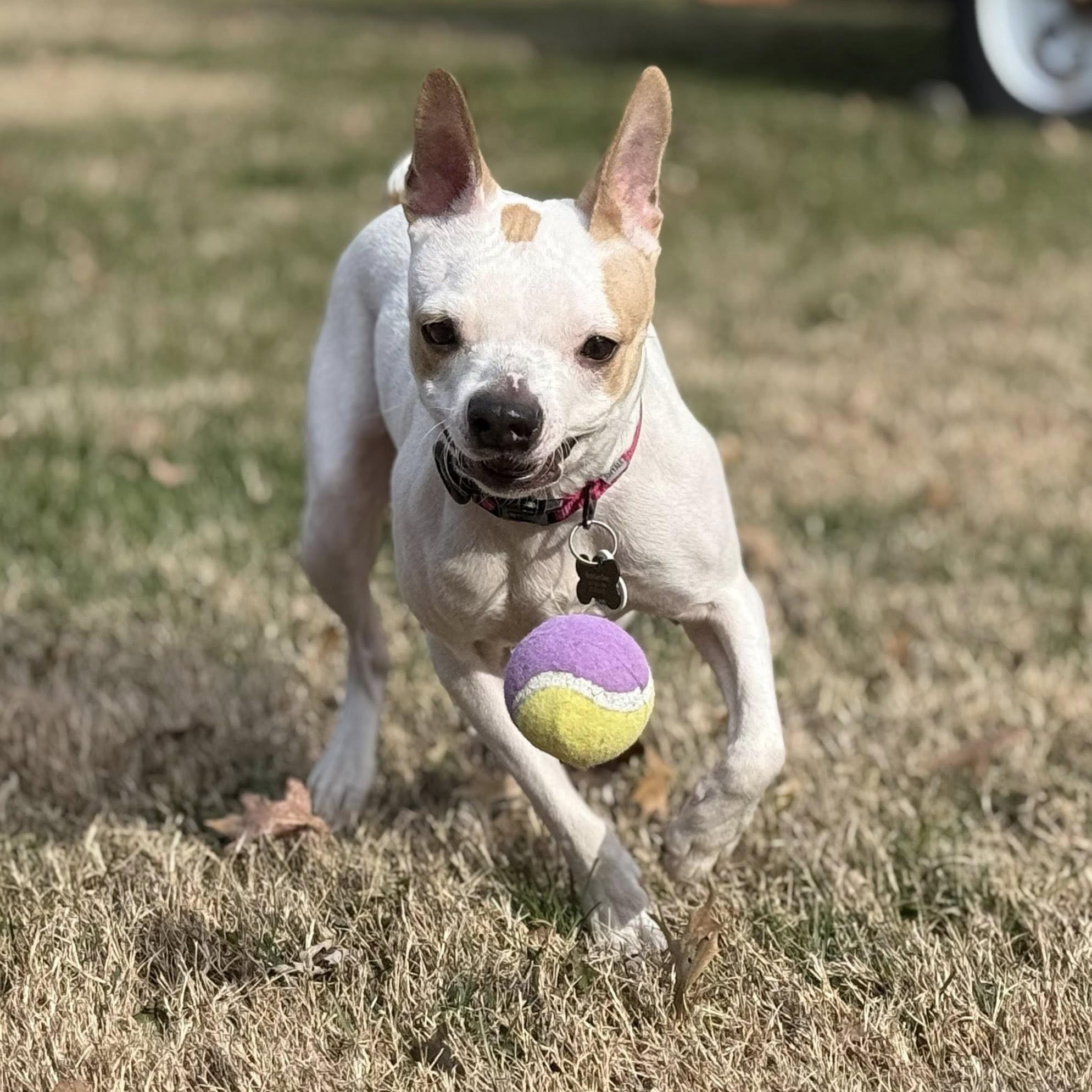 Angel — thumbnail 6