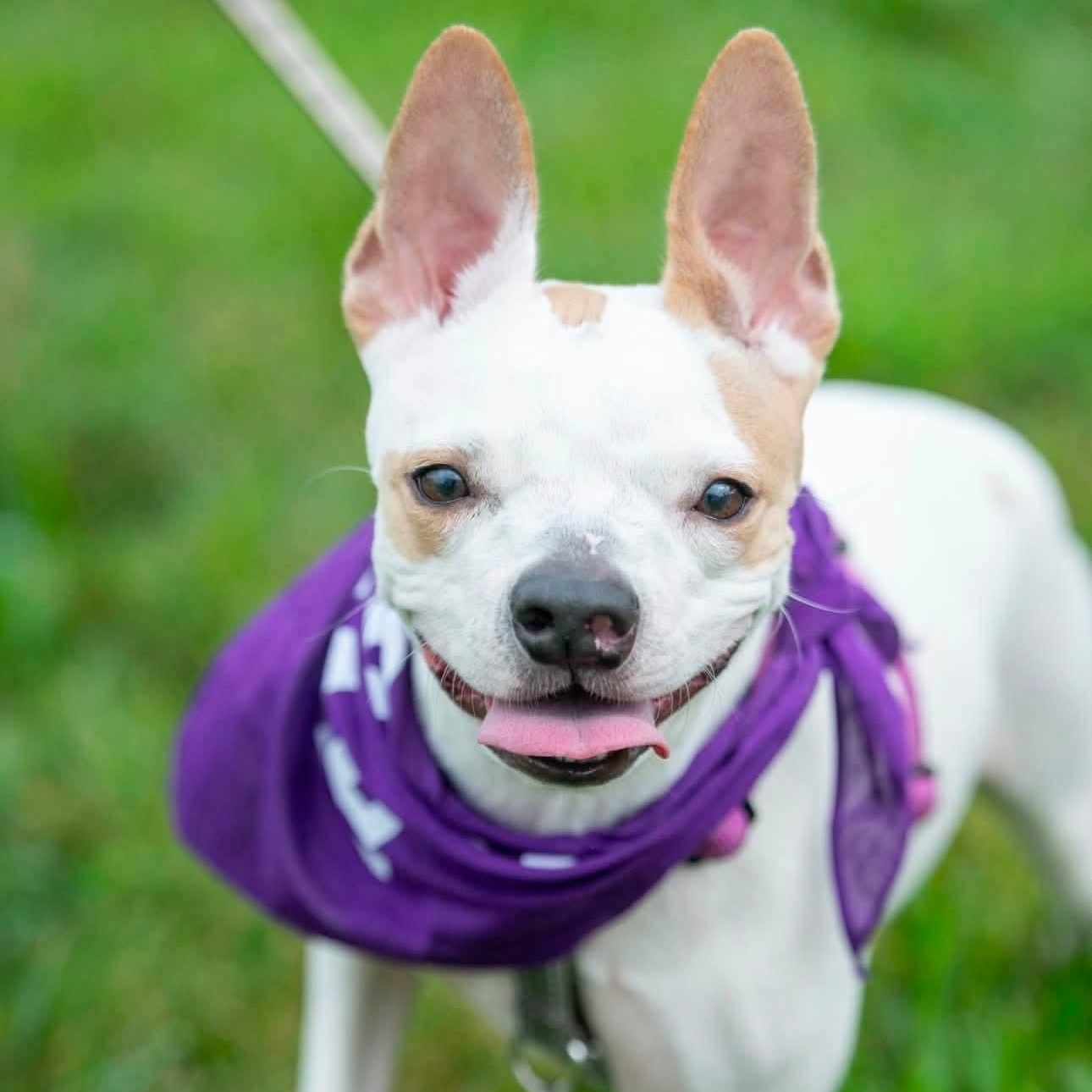 Enlarge Angel, a Adoptable mixed breed in Springfield, MO image 5/6