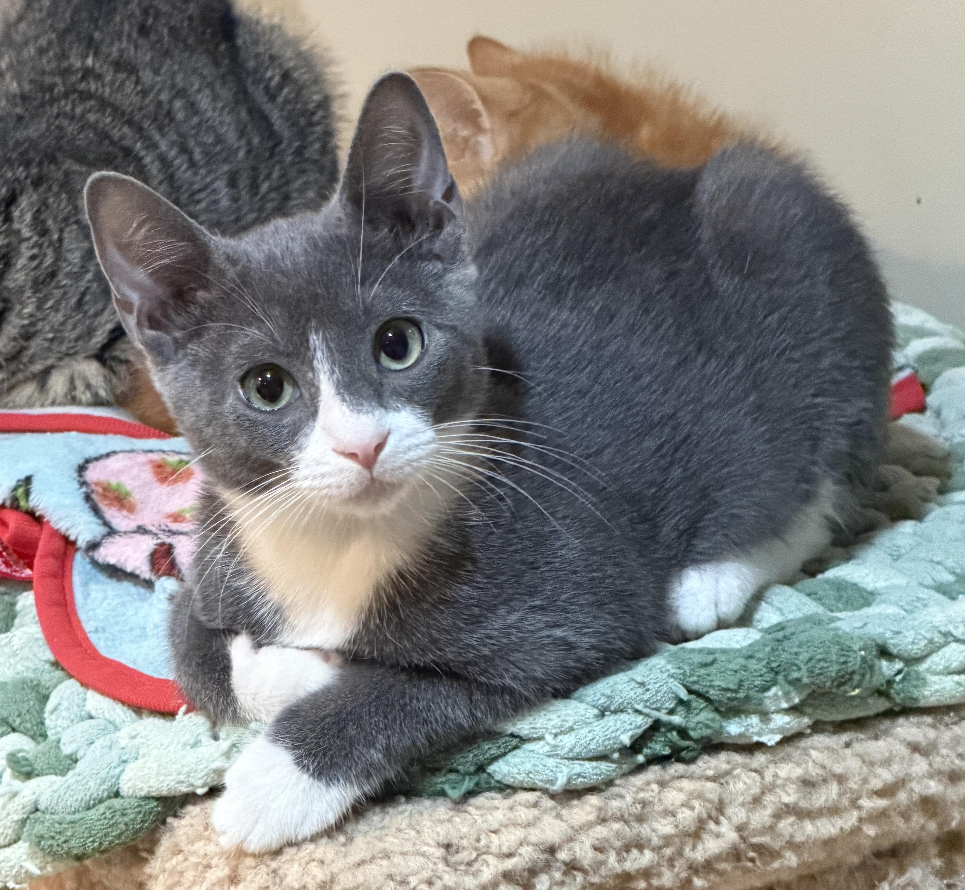 Enlarge Pebbles, a Adopted Domestic Short Hair in East Hanover, NJ image 1/2