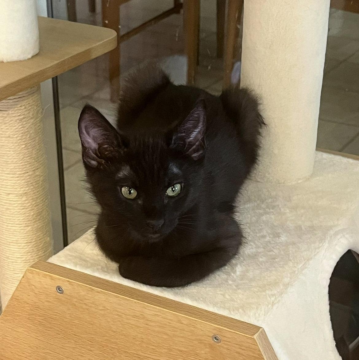 Enlarge Trooper, a Adopted Domestic Medium Hair in Phoenix, AZ image 1/3