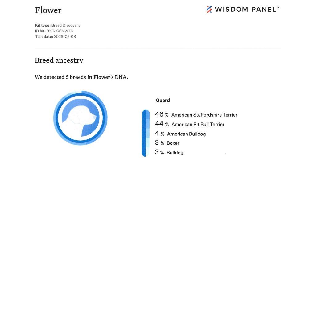 Enlarge Flower, a Adoptable mixed breed in Shinnston, WV image 1/2