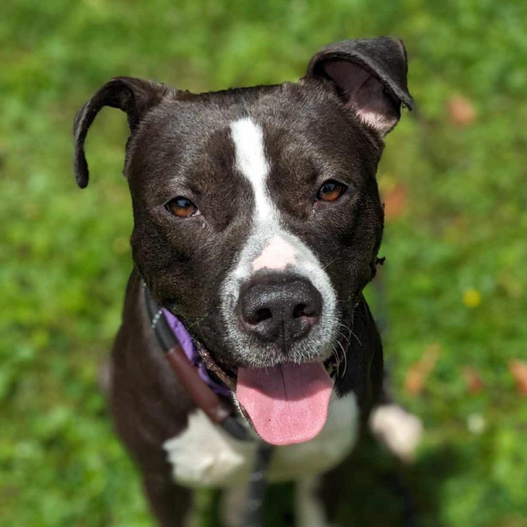 Enlarge Flower, a Adoptable Pit Bull Terrier in Shinnston, WV image 1/1