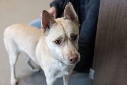 Delta 13, Adoptable, Adult Male Chihuahua & Siberian Husky.