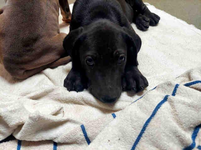 A1946595, Adoptable, Puppy Male Pit Bull Terrier.