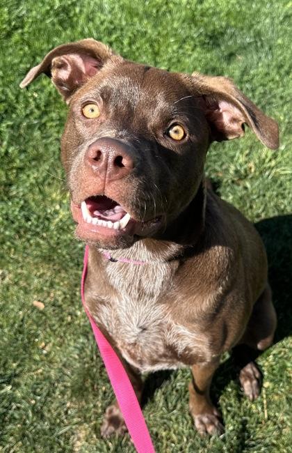 Maple, Adoptable, Young Female Pit Bull Terrier & Cattle Dog.