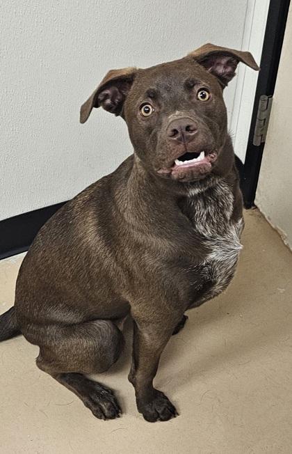 Maple, a Adoptable mixed breed in Phoenix, AZ image 2/3